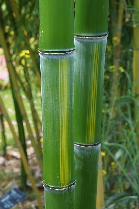 Phyllostachys vivax Huangwenzhu